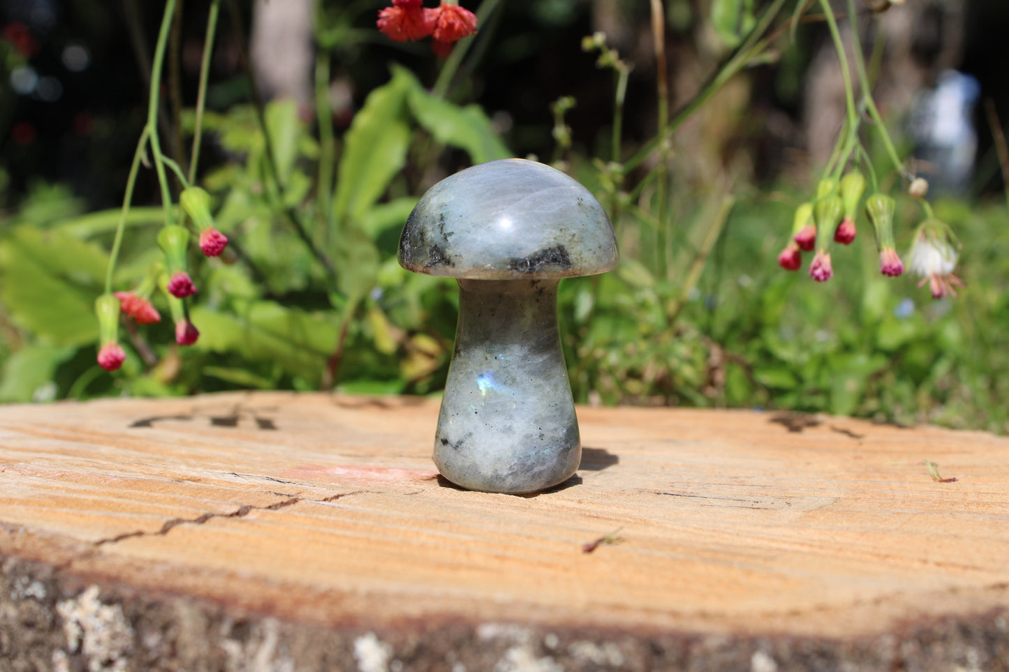 Gemstone Mushroom