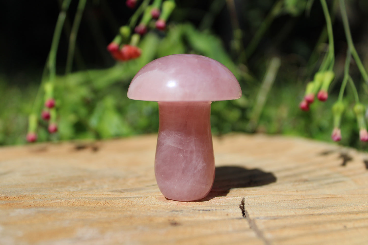 Gemstone Mushroom