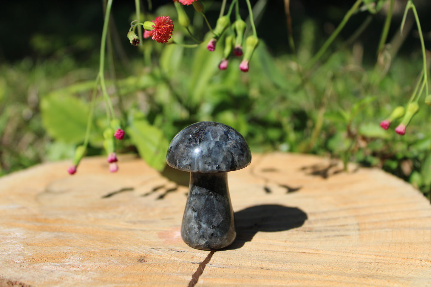 Gemstone Mushroom